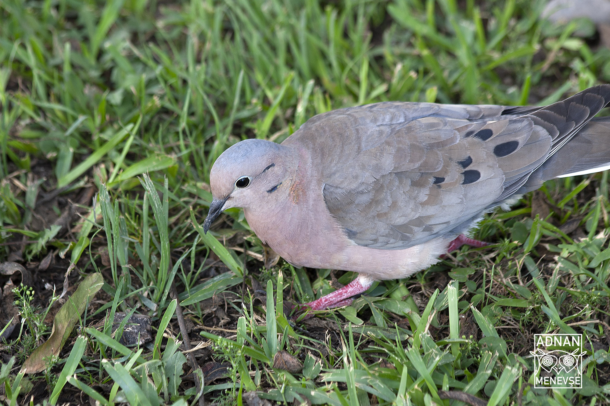 Eared Dove